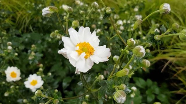 Anemone 'Snow Angel' смотреть онлайн