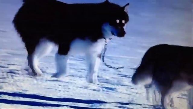 DJ The Dog Star Of Snow Dogs & Eight Below Tribute смотреть онлайн