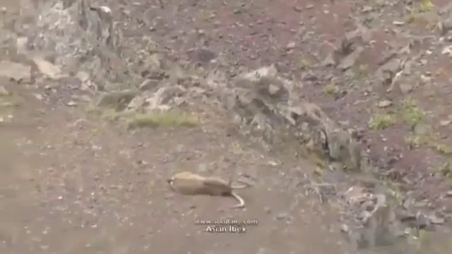 Охота на козерога смотреть онлайн