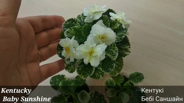 Огояд сорту мініатюрної сенполії Kentucky Baby Sunshine, African violets смотреть онлайн