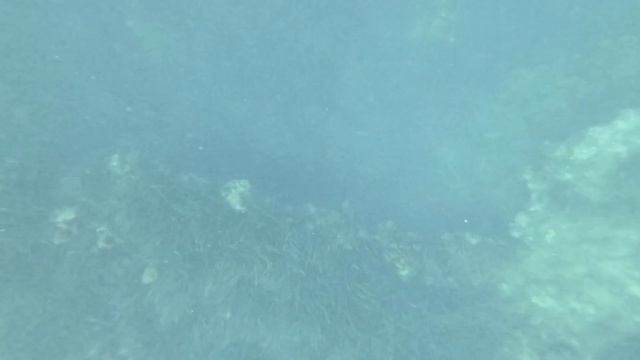 ?SPEARFISHING in SEA DOO Fish Pro Trophy | Big AMBERJACK?Catch and cook смотреть онлайн