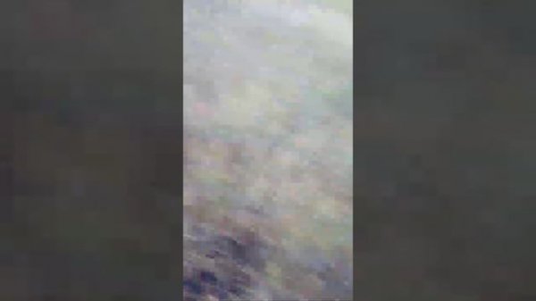 как растёт яровой ячмень на поле