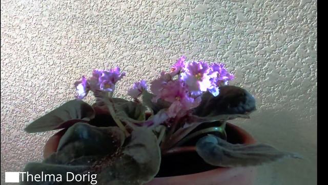 African Violet Plant Time Lapse and Relaxing Indie Folk Music for Stress Relief смотреть онлайн