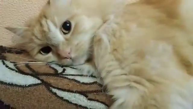 Мой красавец сибирский кот Персик смотреть онлайн