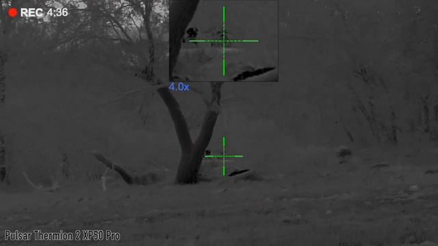 Hog has a headache | 17 Hogs Down смотреть онлайн