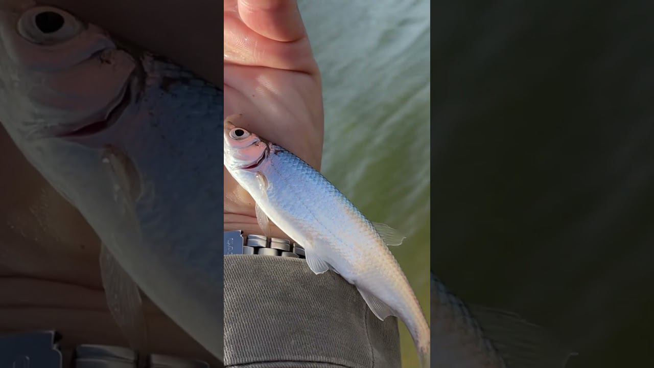 Уклейка самая вкусная#уклейка #уклейкаосень #уклейкапоплавок #рыбалкакстово смотреть онлайн