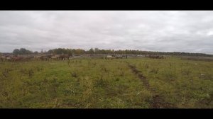Башкирская порода лошадей «Отбивка молодняка по осени»