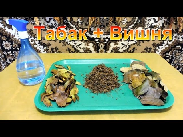 Табаководство: Лист Вишни + Табак, Ароматизация. смотреть онлайн