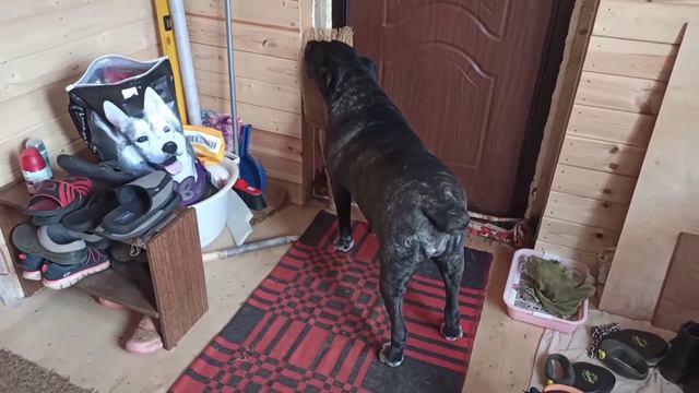 Кане Корсо. Cane Corso. Собачья память. Короткая она или длинная? смотреть онлайн