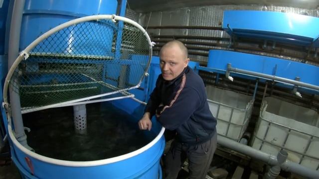 СОМОВ кормим тюлькой.