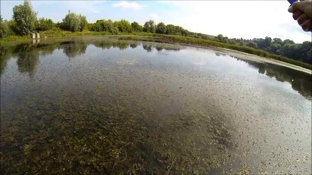 Ловля крупного карася на удилище Shimano смотреть онлайн