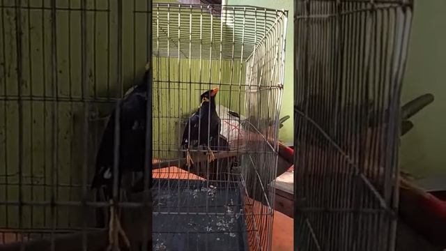 Говорящий скворец. Таиланд, Ко Чанг. смотреть онлайн