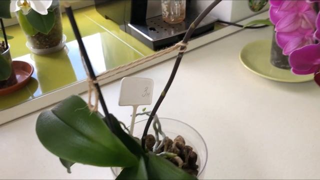 ЗНАКОМЬТЕСЬ! ОБЗОР МУЛЬТИФЛОРЫ «MORELIA» (Морелиа) и «COLDEN DAWN»(Холодный рассвет) смотреть онлайн