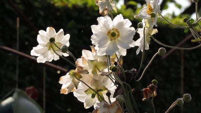 Anemone Hybrida 'Whirlwind'