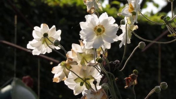 Anemone hybrida 'Whirlwind'