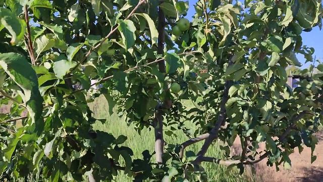 Июнь))Чернеют ветви груши, айвы, яблони)) Что с этим делать??? смотреть онлайн