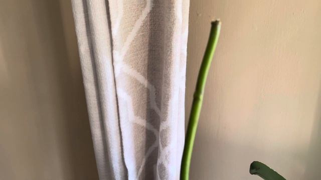 SUMMER GROWTH PHALAENOPSIS ORCHIDS #houseplant смотреть онлайн