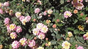 Лантана, описание, как вырастить в комнате. Живые изгороди из лантаны в Израиле