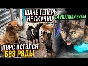 Перс теперь БЕЗ Рады. ЧТО СЛУЧИЛОСЬ? Черепашке удалили зубы. Шаня подружился с остальными собаками