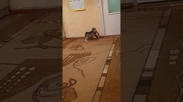 хаски 1 месяц смотреть онлайн