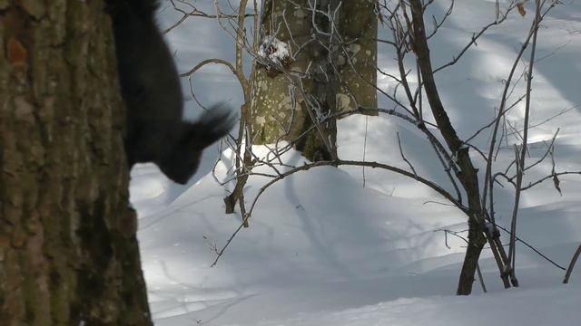 Зимний лес.Белка. смотреть онлайн