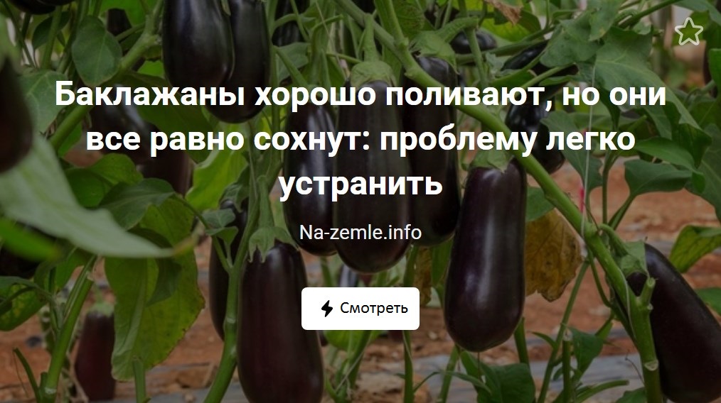 Что делать, если листья баклажанов сохнут? смотреть онлайн