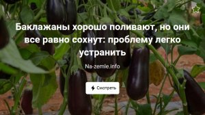 Что делать, если листья баклажанов сохнут?