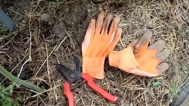 ФИТОФТОРА ПОМИДОР. ЧЕМ ОБРАБОТАТЬ ОТ ФИТОФТОРЫ? НАРОДНЫЕ СРЕДСТВА ОТ ФИТОФТОРЫ. смотреть онлайн