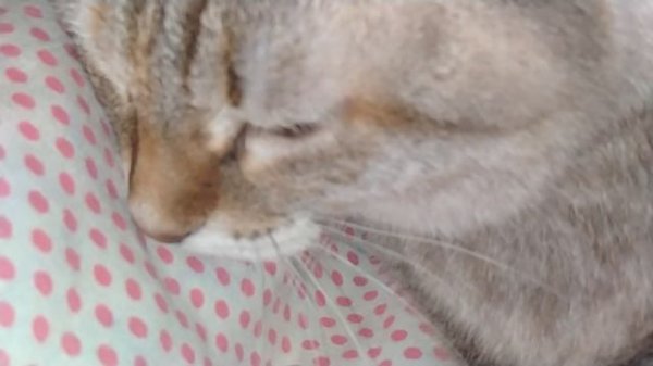 VID20230325001347.mp4