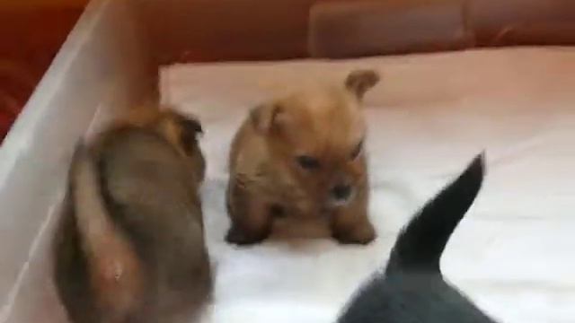 Забавные норвичи смотреть онлайн