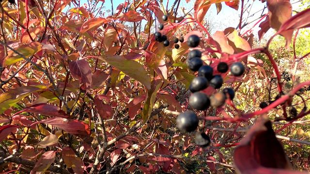 Осень в заказнике смотреть онлайн