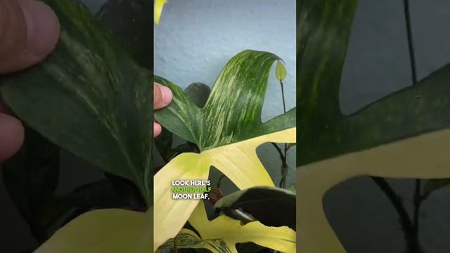 (Retry!) A beauty update for my beautiful friends here-that's all of you!#philodendronfloridabeauty смотреть онлайн