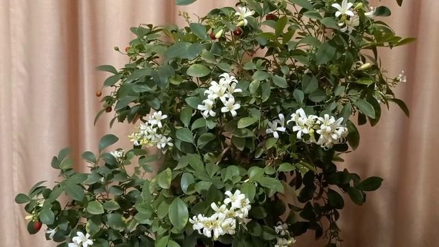 Муррайя - родственница цитрусовых. Кто это!? Апельсиновый жасмин, "Чёрная Мурка" или "Красная Мурка смотреть онлайн