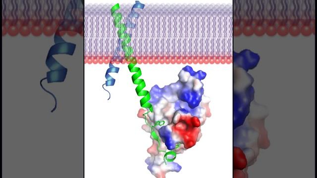 Talin protein - 3D movie and a song, Rate My Science смотреть онлайн
