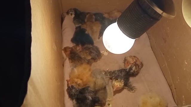Очередное вылупление цыплят в моей коробке под лампочкой. Инкубатор из коробки смотреть онлайн