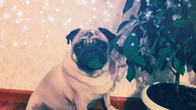 МОЙ ЛЮБИМЫЙ МООООООООООООПС!!!! смотреть онлайн