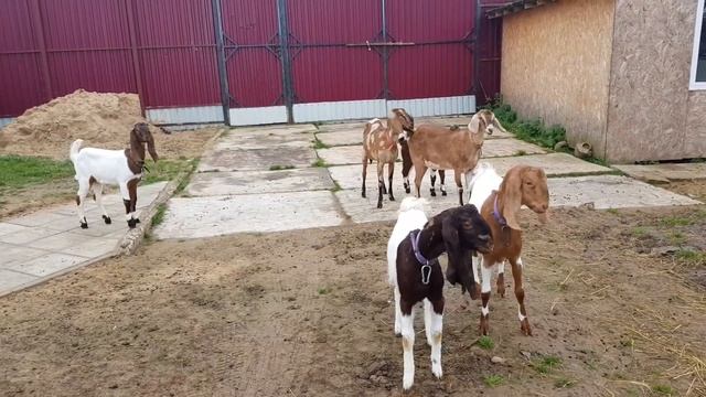 КАК НАЗВАЛ КОЗУ PATERI GOATS смотреть онлайн