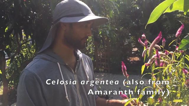 Urban Food Forest - Meditation Garden 2019 update Part 2 смотреть онлайн