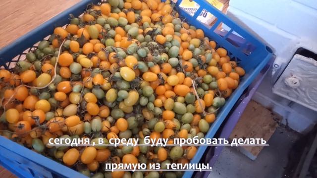 приходите на прямую из теплицы смотреть онлайн