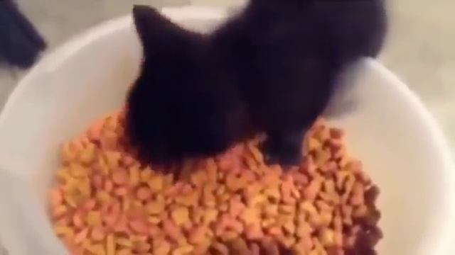 Kitten says nom nom nom while eating смотреть онлайн