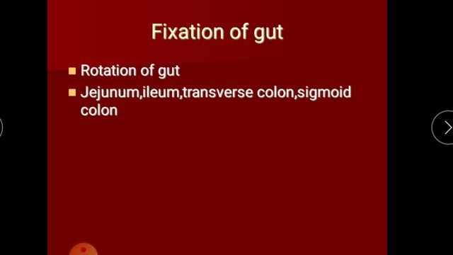 Development of GIT 5 - Midgut derivatives смотреть онлайн