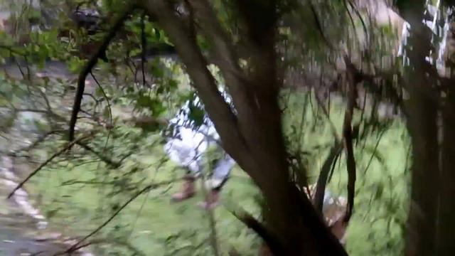 Пчеловодство в Англии. Дикие пчелы. смотреть онлайн