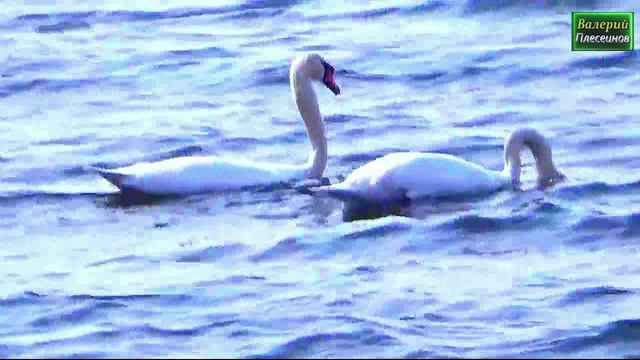 Вадим Ягала - Пара лебедей