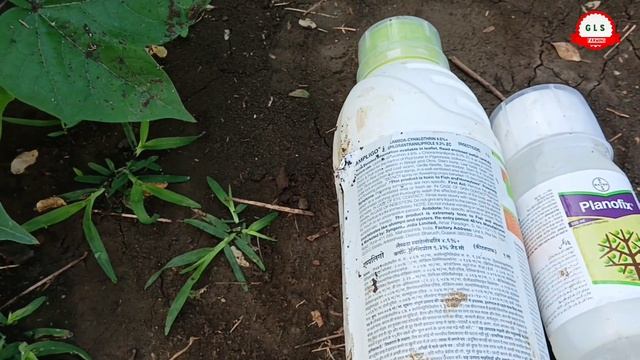 Ampligo Syngenta Insecticide || Syngenta Ampligo Uses || Syngenta Ampligo Insecticide ||