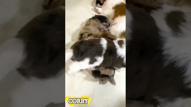 COCOY, the lazy pup смотреть онлайн