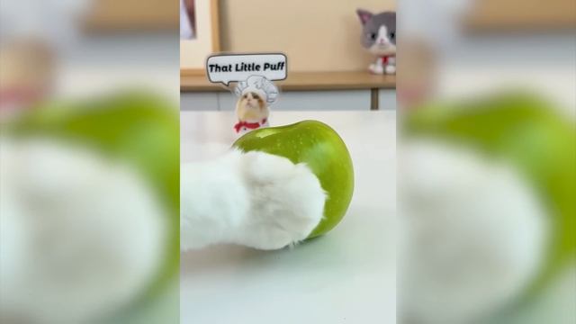 Cats make food 2023 That Little Puff Tiktok 44