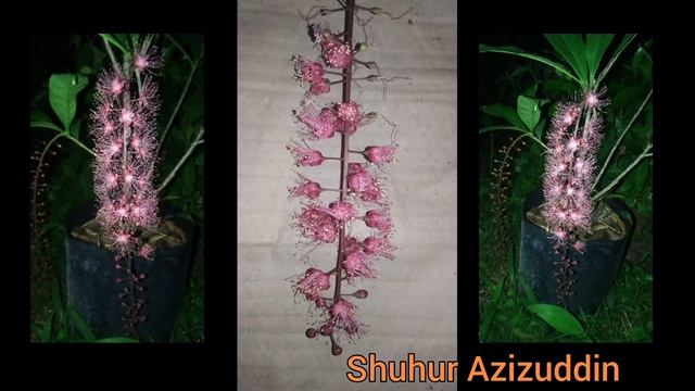Bunga Putat Mengembang Time Lapse / Barringtonia Flower Blooming Time Lapse