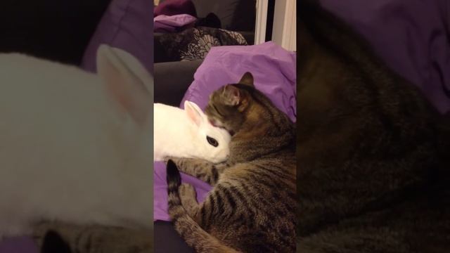 Dwarf Hotot Rabbit gets a Cat Bath смотреть онлайн