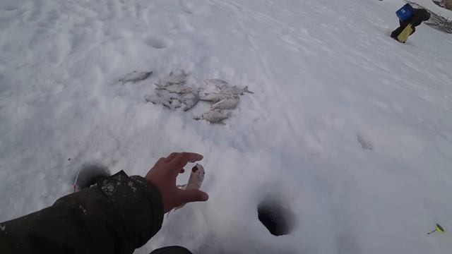 НАЛОВИЛИ ГОРУ РЫБЫ У ГОРОДА НА ОБЫЧНУЮ МОРМЫШКУ!! Рыбалка на Алтае. Барнаул. смотреть онлайн