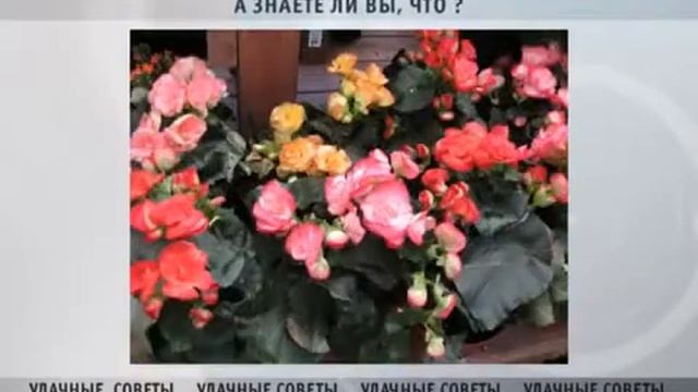 Посадка уличных бегоний смотреть онлайн